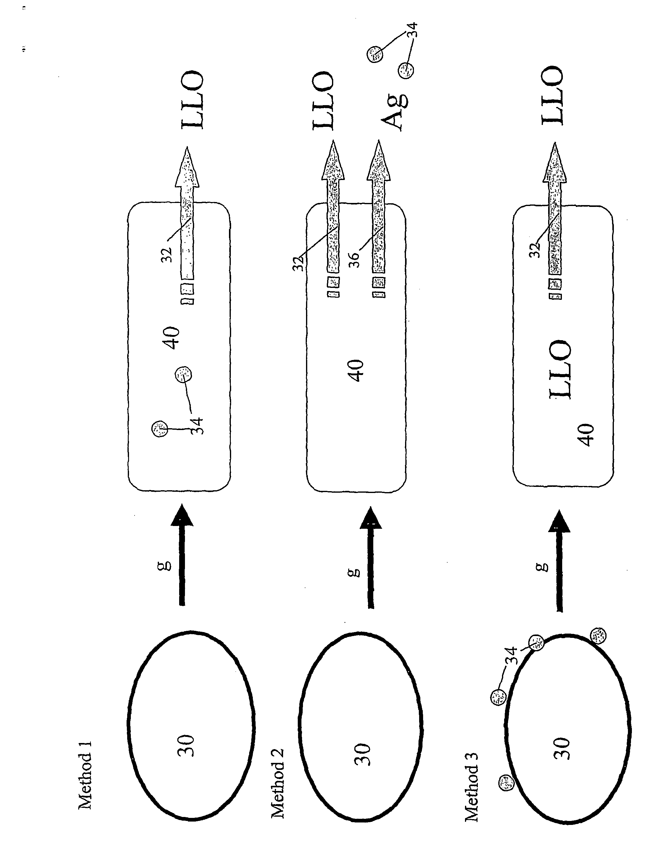 Listeriolysin-Containing Bacillus Spores as Antigen Delivery Agents