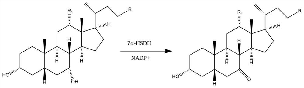 7[alpha]-hydroxysteroid dehydrogenase (HSDH) mutant St-2-2 [delta]C10 and application thereof