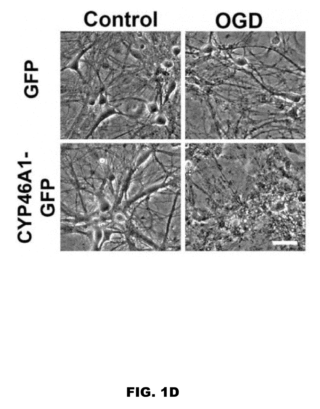 25-hydroxycholesterol and methods of use thereof