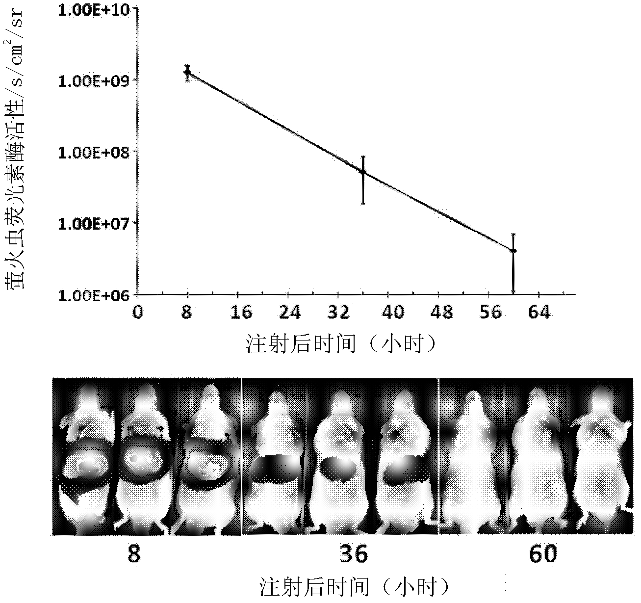 Mouse model capable of monitoring activity of IFN-beta (interferon-beta) or NF-kappa B (nuclear factor-kappa B) in liver via living imaging and construction method for same