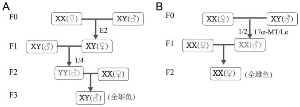 Specific molecular marker for identifying genetic sex of scatophagus argus as well as primers and application thereof