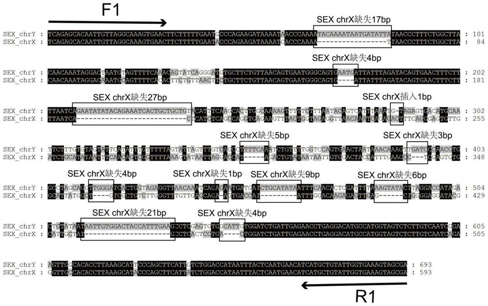 Specific molecular marker for identifying genetic sex of scatophagus argus as well as primers and application thereof