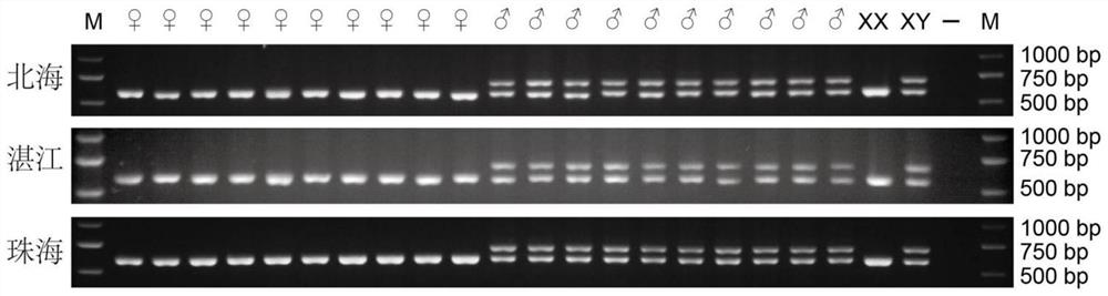 Specific molecular marker for identifying genetic sex of scatophagus argus as well as primers and application thereof