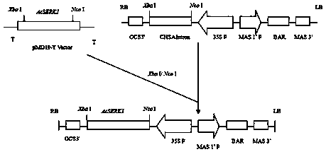 Method for genetic transformation of pineapple somatic embryogenic receptor kinase gene AcSERK1 and application thereof