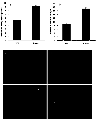 Method for genetic transformation of pineapple somatic embryogenic receptor kinase gene AcSERK1 and application thereof