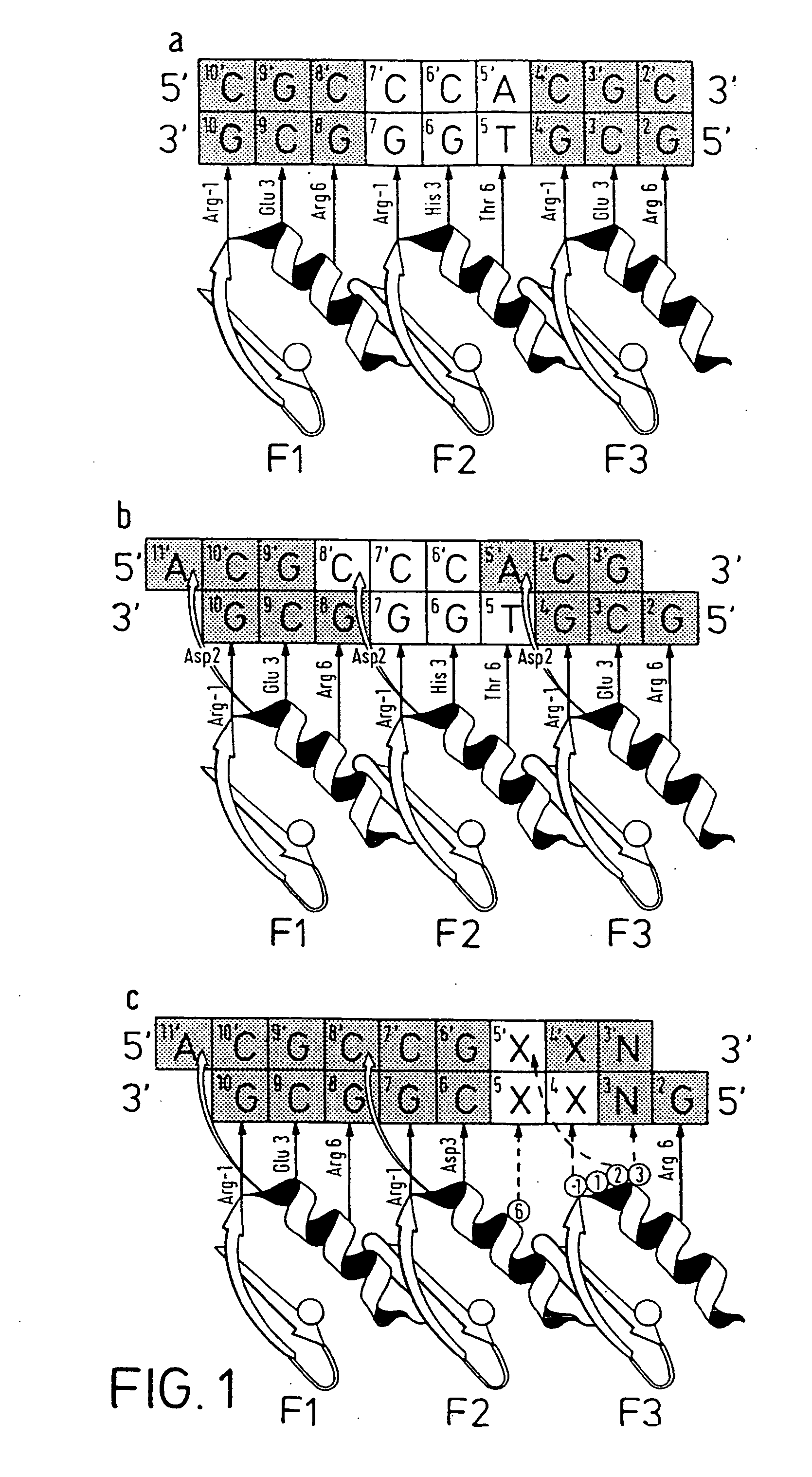 Nucleic acid binding polypeptide library