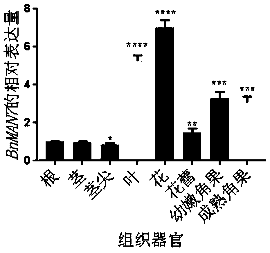 Oilseed rape BnMAN7 gene and application thereof