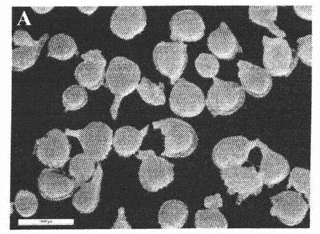 Simple method for quickly collecting large quantity of female root-knot nematodes