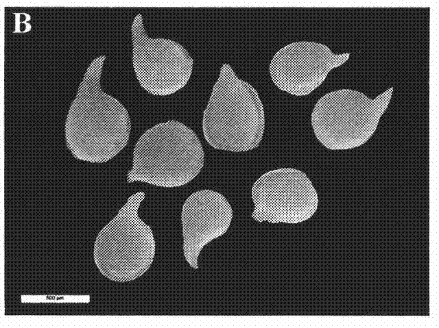 Simple method for quickly collecting large quantity of female root-knot nematodes