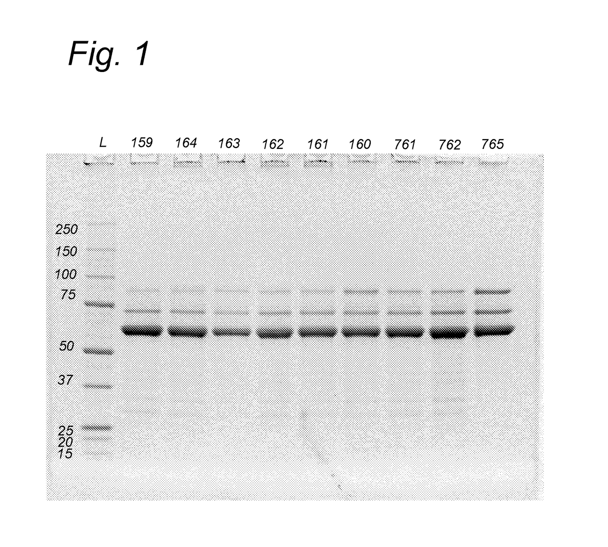 Further Improved AAV Vectors Produced in Insect Cells