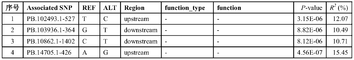 SNP molecular markers related to content of linolenic acid in camellia seed kernel oil and application of SNP molecular marker