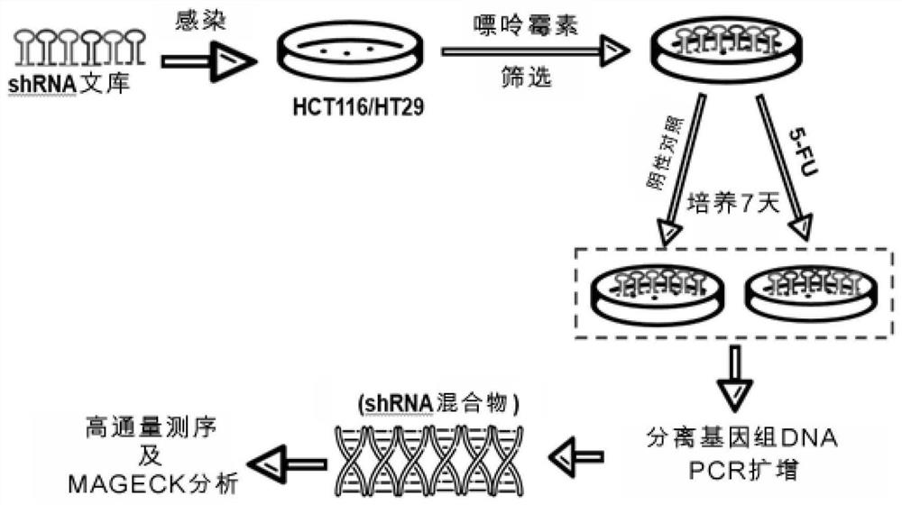 Application of mettl2 gene in the preparation of a kit for detecting the sensitivity of colorectal cancer to fluorouracil drug therapy