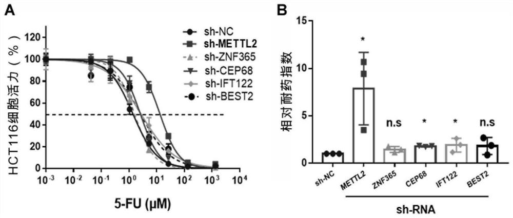 Application of mettl2 gene in the preparation of a kit for detecting the sensitivity of colorectal cancer to fluorouracil drug therapy