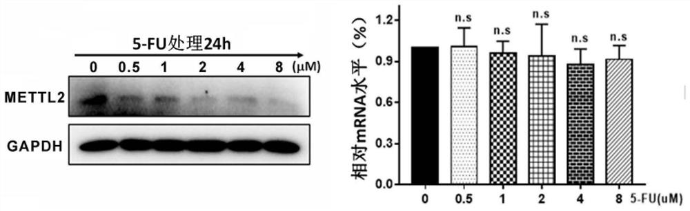 Application of mettl2 gene in the preparation of a kit for detecting the sensitivity of colorectal cancer to fluorouracil drug therapy