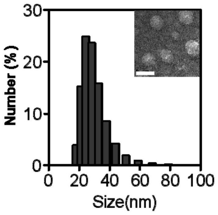 Preparation method and application of a macrophage tracking fluorescent probe