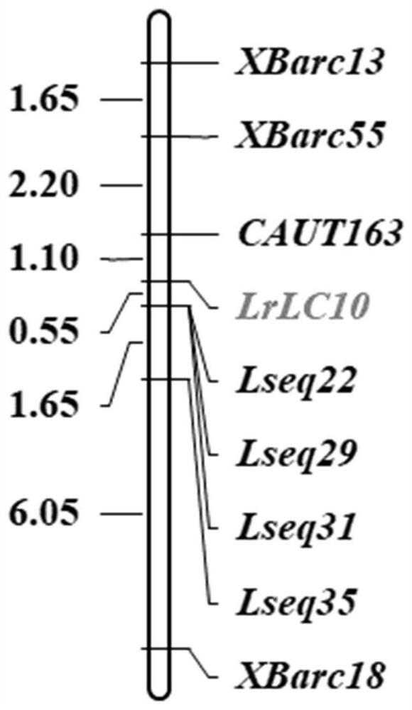 The SNP Loci of Wheat Leaf Rust Resistance Gene lr13 and Its Application