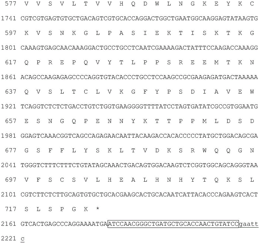 Activated human coagulation factor VII fusion protein and preparation method and application thereof