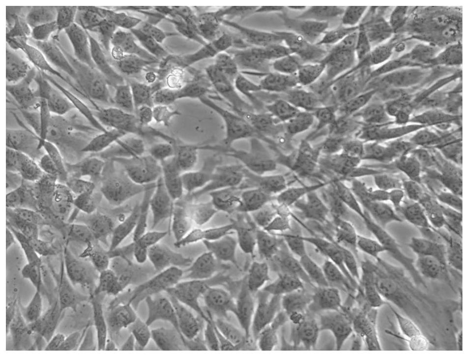 Method for culturing islet cells suitable for clinical application