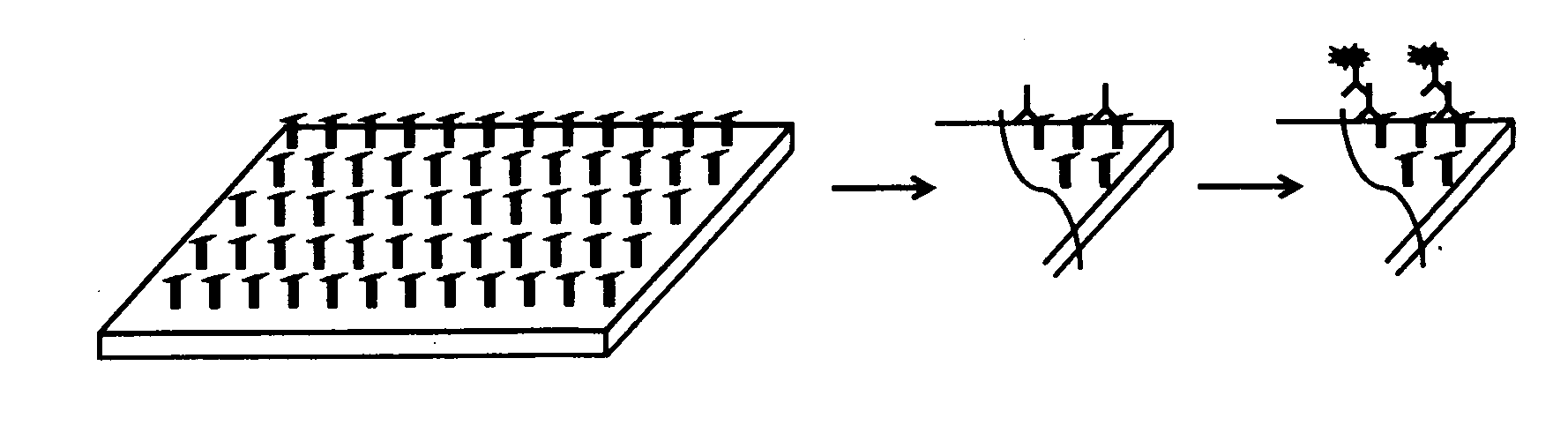 Method for diagnosing and creating immunogenic tolerance in contact allergy and other epithelial immunotoxicological ailments