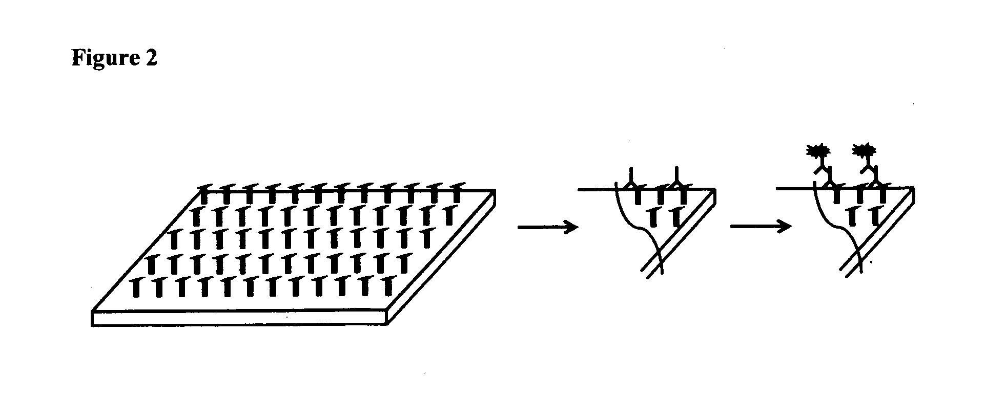 Method for diagnosing and creating immunogenic tolerance in contact allergy and other epithelial immunotoxicological ailments