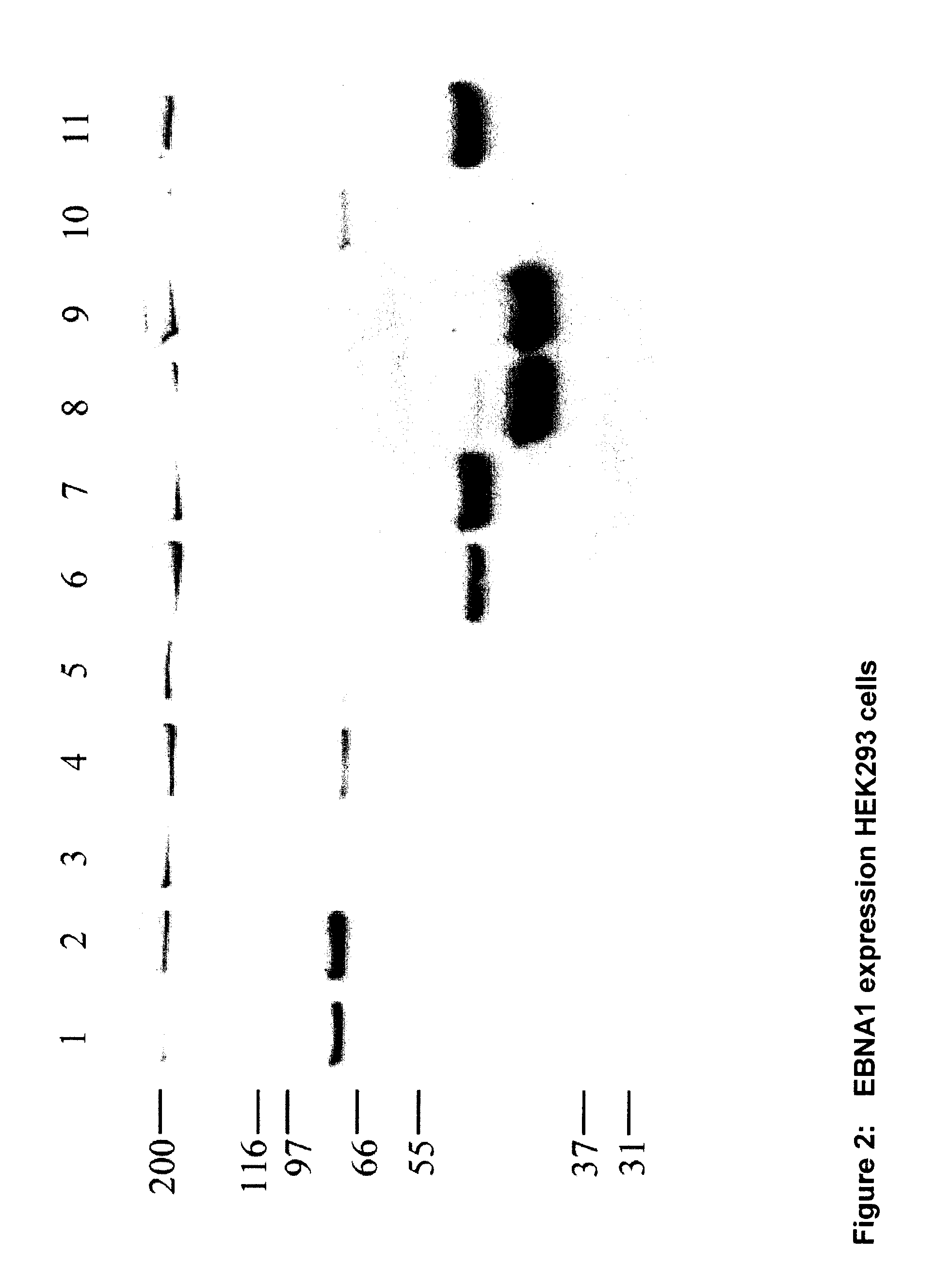 Expression vectors containing a truncated epstein barr nuclear antigen 1 lacking the Gly-Gly-Ala domain for enhanced transient gene expression