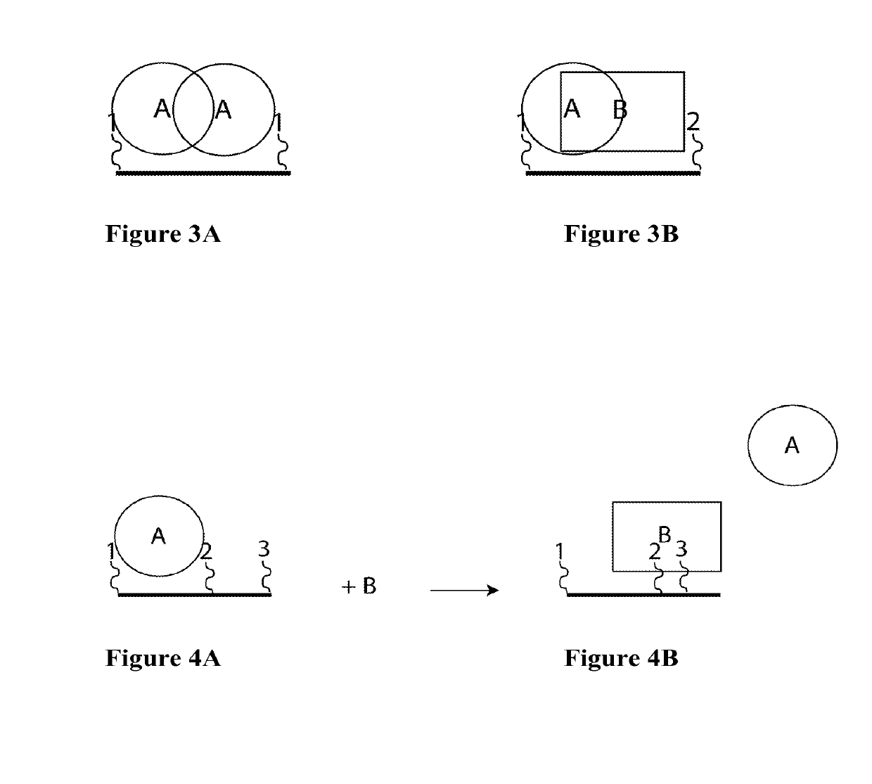 Synthetic Antibodies