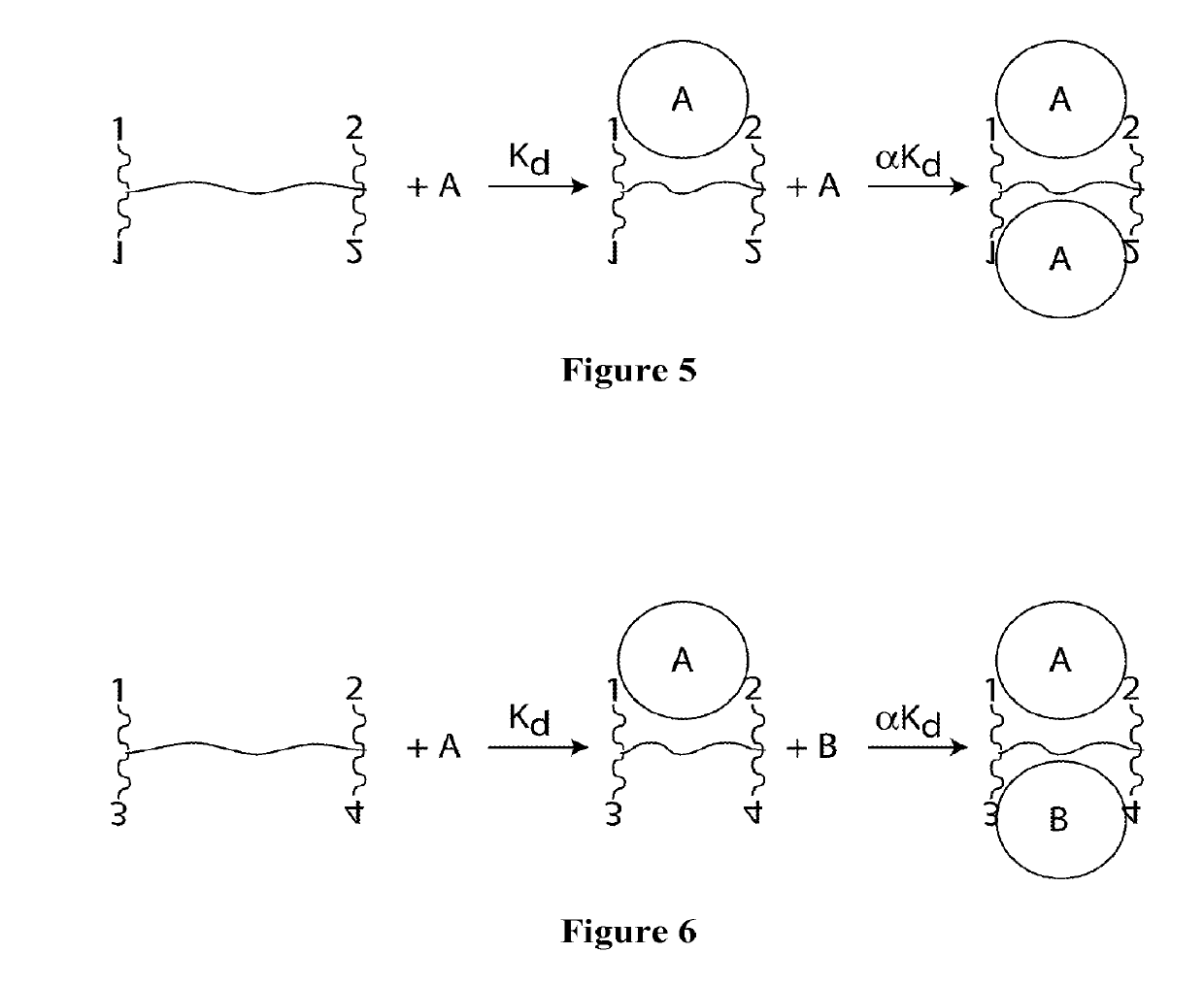 Synthetic Antibodies