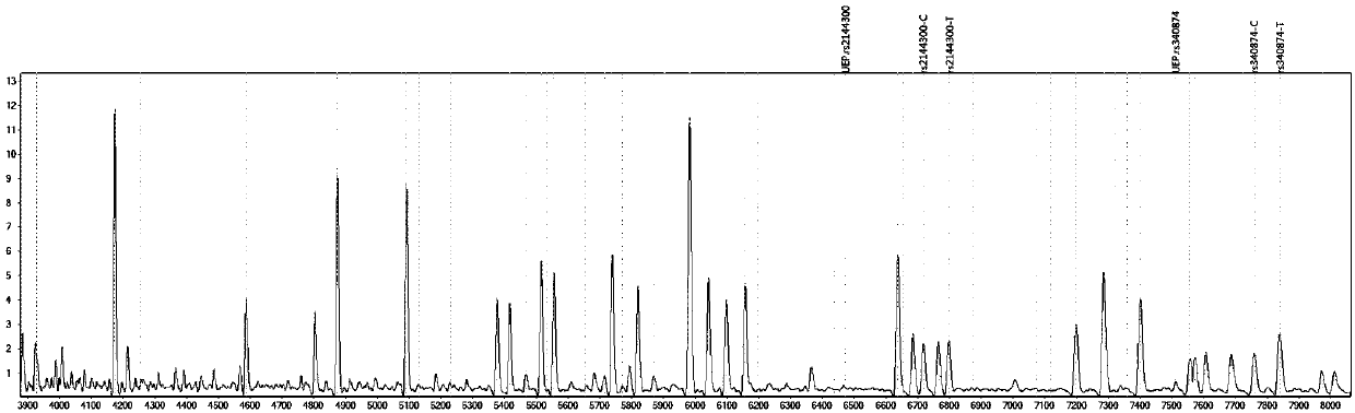 Primer composition for distinguishing individualized medication form of nitrendipine and atenolol