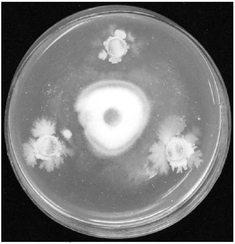 Bacillus pumilus for preventing and controlling ustilaginoidea virens