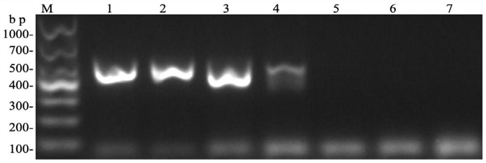 Deer species source identification primer pair for cornua cervi pantotrichum products and identification method of deer species source identification primer pair