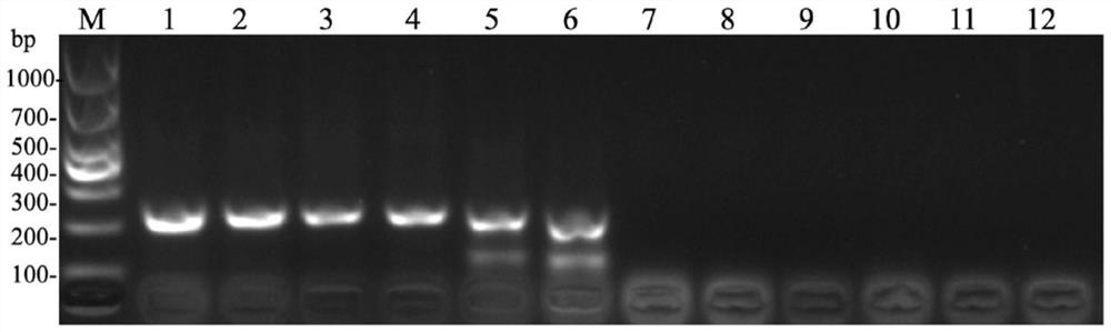 Deer species source identification primer pair for cornua cervi pantotrichum products and identification method of deer species source identification primer pair