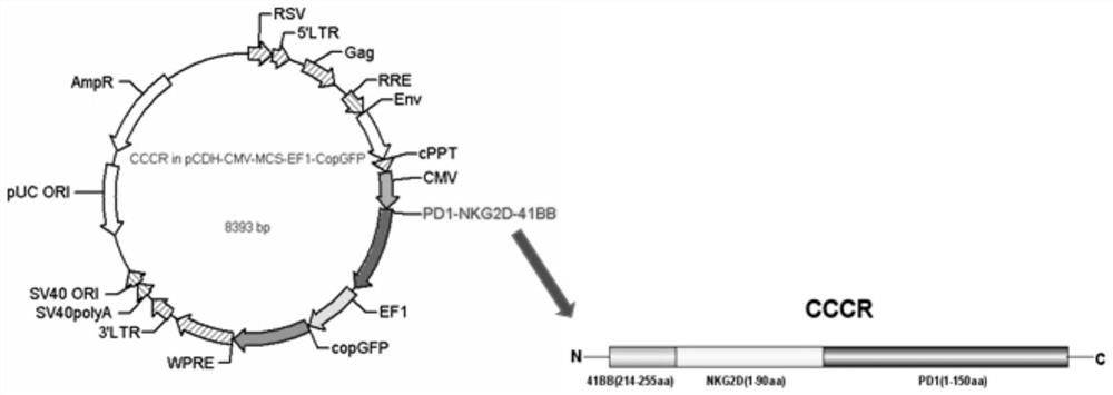 A kind of anti-tumor NK cell and its preparation method and application