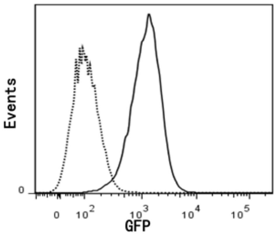 A kind of anti-tumor NK cell and its preparation method and application