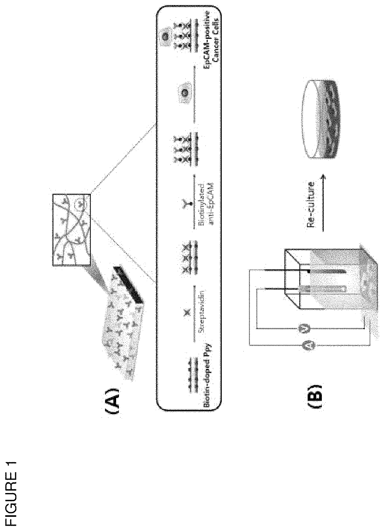 Composition comprising of a conducting polymer for detecting, capturing, releasing, and collecting cell