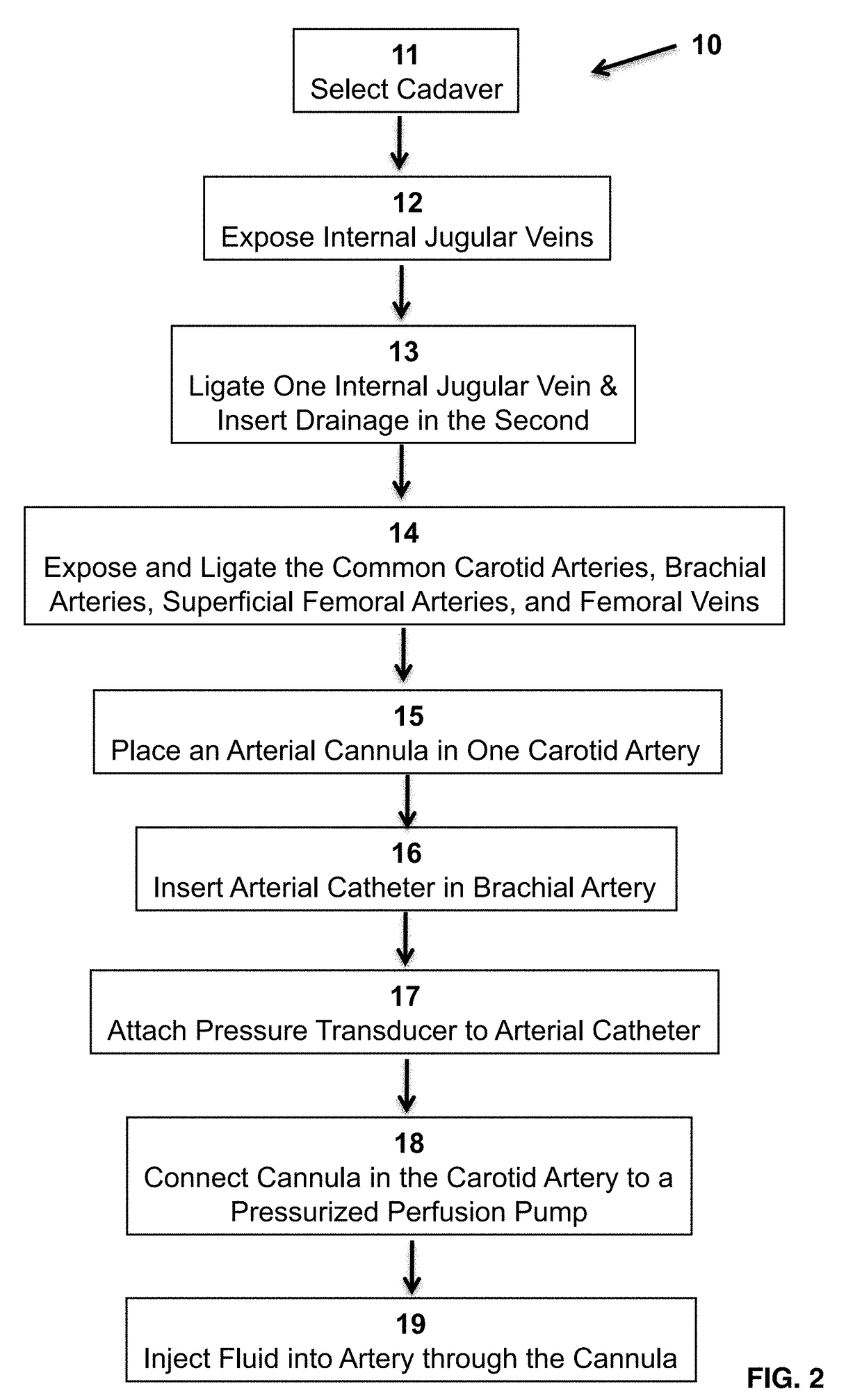 Central Pressurized Cadaver Model