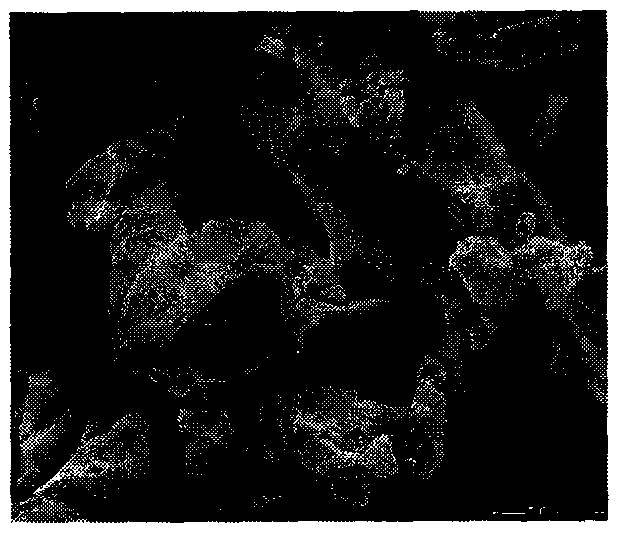 Method for preparing microcapsule red phosphorus inflaming retarding polylactic acid