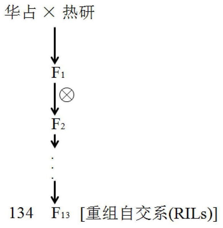 Molecular marker of multieffect QTLs locus qTLS-4 for regulating and controlling size of rice leaf and application of molecular marker