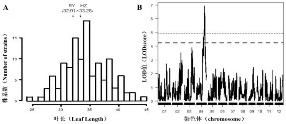 Molecular marker of multieffect QTLs locus qTLS-4 for regulating and controlling size of rice leaf and application of molecular marker