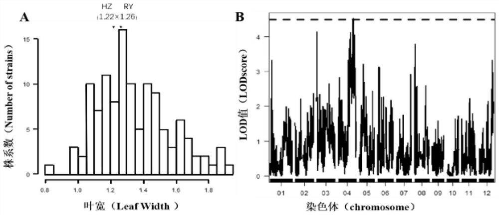 Molecular marker of multieffect QTLs locus qTLS-4 for regulating and controlling size of rice leaf and application of molecular marker