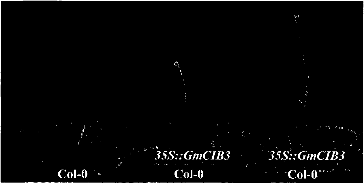 Soybean blossoming regulation gene GmCIB3, coding protein and application thereof