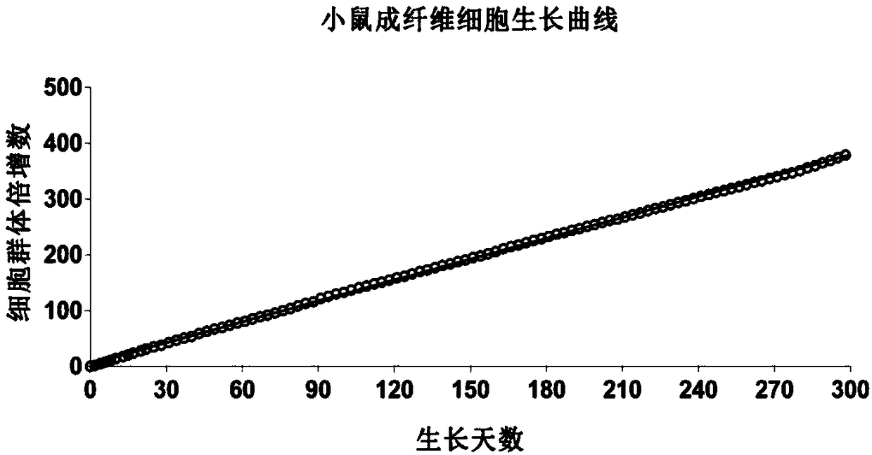 Mouse fibroblast and application thereof