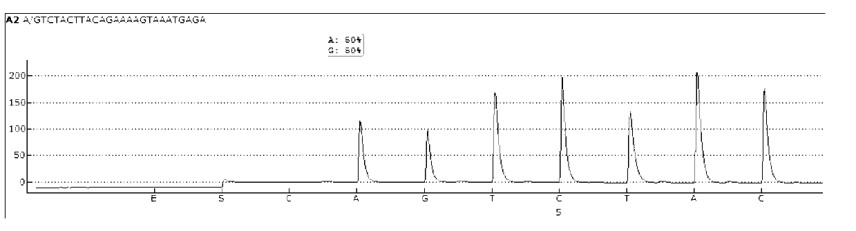 Sequencing primer for qualitative detection of TPMT genetic typing and kit thereof