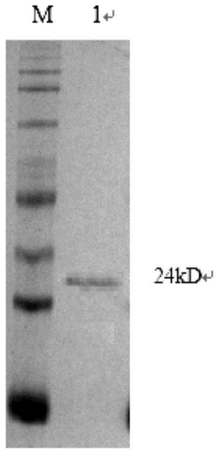 A fusion antigen of the first hypervariable region of hepatitis C virus and its application