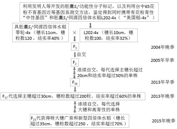 A method for creating extra-large panicle and wide-compatibility tetraploid rice