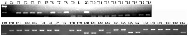 A method for creating extra-large panicle and wide-compatibility tetraploid rice