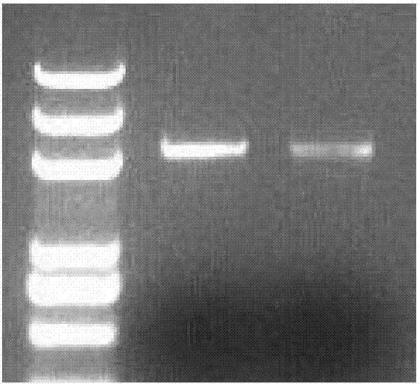 Wheat ALS (anti-lymphocyte serum) mutant type protein endowing plants with herbicide resistance as well as gene and application thereof