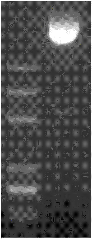 Wheat ALS (anti-lymphocyte serum) mutant type protein endowing plants with herbicide resistance as well as gene and application thereof