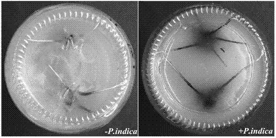 Method for promoting rooting and root strengthening of banana tissue culture seedlings