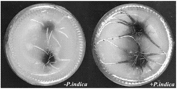 Method for promoting rooting and root strengthening of banana tissue culture seedlings