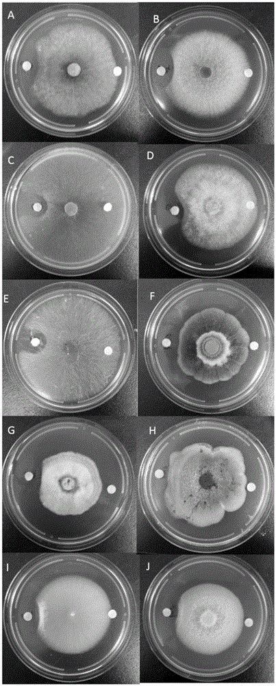 Bacillus DY26-004 and application thereof to prevention and control of plant pathogenic fungi